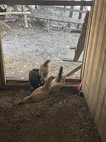 balaca quzu: Toyuq cücələri, Damazlıq — 1