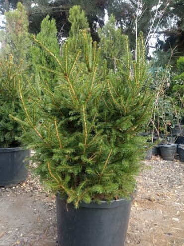 sumax ağacı: Yeni il şamları Pixta və Kremlovski təbii şamlar dibçəkdə topdan en — 26