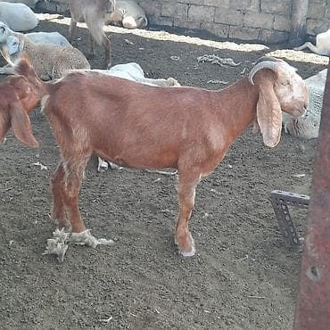 cins keciler: Hələb keçiləri satılır real alıcılar narahat etsin — 1