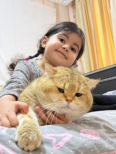 heyvanlar: Britan pişiyi, Qızılı şinşilla (Golden Chinchilla ny25) 1 yaşlı erkək — 5