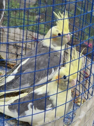 quş qəfəs: Korlla saglam quslardi cutu 70manat unvan genclik
qefesiz satilir — 1