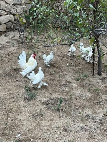 inək satılır binə: Toyuq, Damazlıq — 1