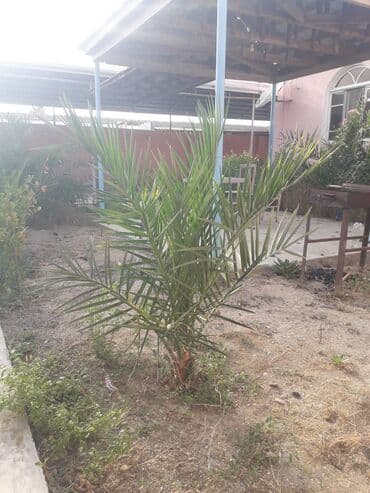 evkalipt ağacı satilir: Ağaclar — 6