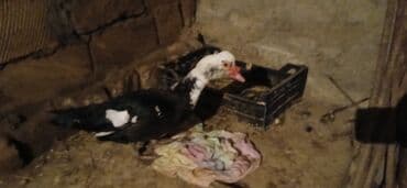 Balıq: Erkək, | Lal ördək, Ətlik — 1