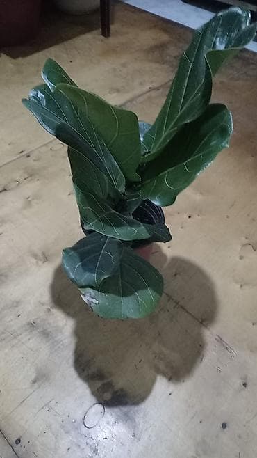 xlorofitum bitkisi: Palma 5, fikus lyrata 8,alpiniya 6 azn Məhsul: Daxili dekorativ — 2