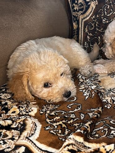 Pudel, 2 ay, Erkek, Peyvəndli, Ödənişli çatdırılma