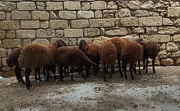 Quzu: Qala quzular satlı 5 Erkek 5 Dişi — 3
