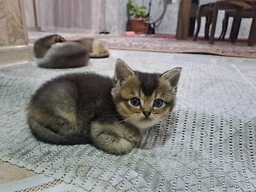 britan pişiyi: Şotland yastı qulaq, Erkək, Dişi, Yaxşı əllərə, Ünvandan götürmə, Pulsuz çatdırılma, Ödənişli çatdırılma — 8