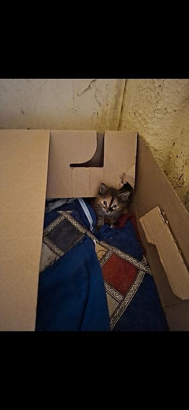 binə salxoz: Satilir Söküntüyə düşən Bina,Qaracuxurda 2 Otaq yataxana. Kupcasi var — 6