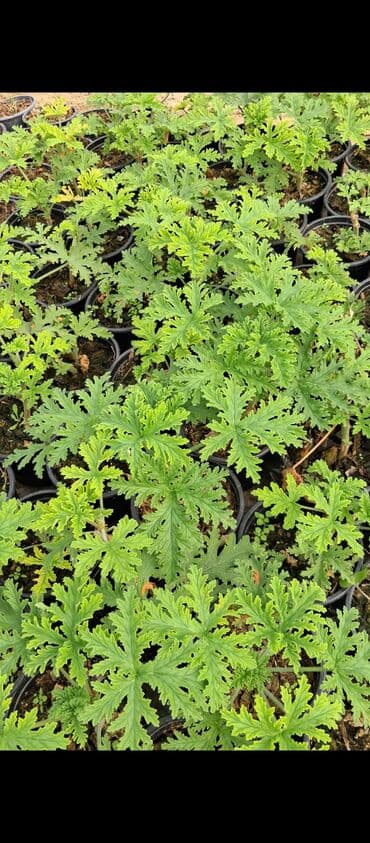 ivan mariya gulu: Məhsul: Saksıda ətirşah (Pelargonium graveolens) – ətirli, parçalı — 3