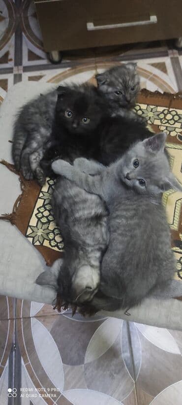 купить сибирского котёнка: Шотландская, Самец, Самка — 2