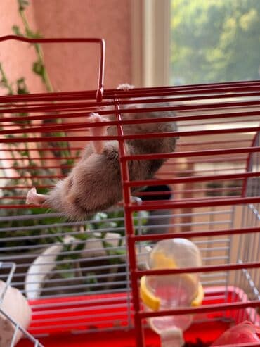 su donuzcuğu: Cırtdan hamster – Dwarf/Roborovski tipli Məhsul təsviri: - Kiçik — 6