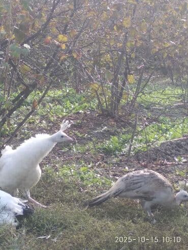 cins ineklerin qiymeti: Salam aleykum. Satışda bir cüt ağ, bir dənə qaraqanad dərəsi var — 4