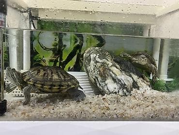 baliq tutan satilir: Dördbucaq akvarium, Balıqlarla birlikdə, 12 l, Ünvandan götürmə — 6