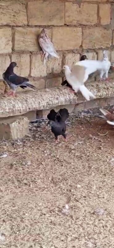 tuk tuk mmc: Her reng quş var.Qiymet goyercine gore deyisir.Bakidadirlar saf qan — 4