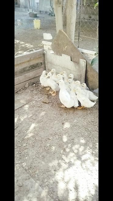 otlar sekilleri: Ağ rəngli ördək balaları - Cins: ehtimalən Pekin tipli ağ ətlik ördək — 8
