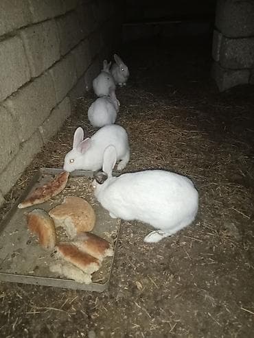 Dovşanlar Satılır Optovoy Satılır 8 Dənədi Hazır Bala veren mayalar lalafo.az -da Dovşanlar Satılır Optovoy Satılır 8 Dənədi Hazır Bala veren mayalar