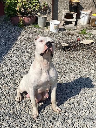 it adlari qiz: Pitbul, 3 il, Dişi, Peyvəndli, Ünvandan götürmə — 3