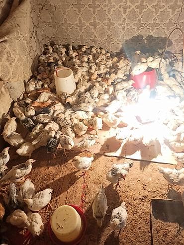 Toyuq cücələri, Damazlıq