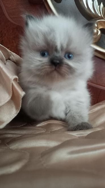 pisik ucun daraq: Erkək — 4