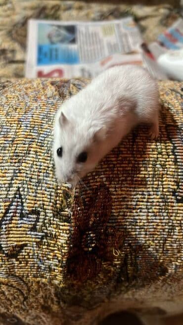 ineklerin satisi: 🐹 Satılır: Hamster 	•	Yaşı: [6-7 aylıq] 	•	Sağlam, aktiv və sevimlidir — 3