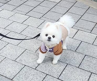 Şpitz, 3 ay, Dişi, Sənədli, Ünvandan götürmə