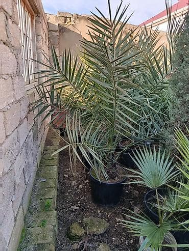 BÖYÜK ENDİRİM ❗️Xurma/palma - Bitki tipi: tikanlı, uzunsov lələkləri