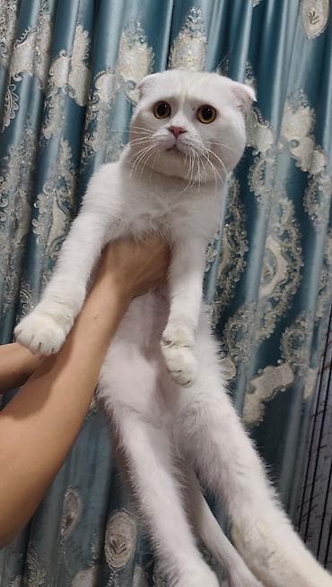 Şotland, Erkək, Yaxşı əllərə, Ödənişli çatdırılma