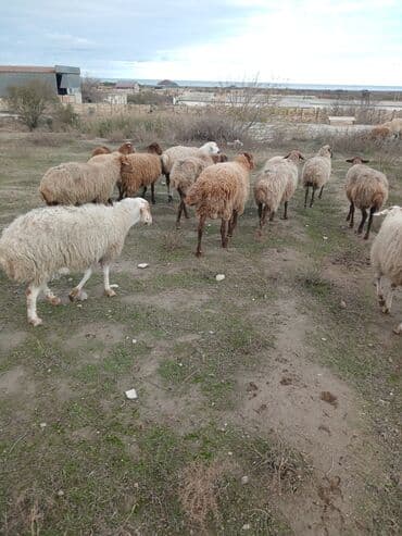 Коровы, быки: Salam 2 illik erkekdi.6 aydl almlsam.super damazdlqdl men almlşdlm ki — 4