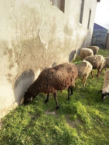 qoyunla: Boğaz Qoyun satılır 270 manata — 3