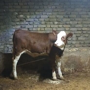 ev quşlari haqqinda melumat: Simmental tipli dana - Rəng: qırmızı-qəhvəyi, alnı və ayaqları ağ - — 2