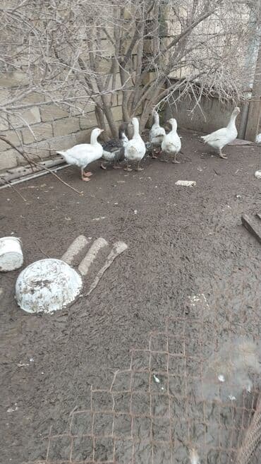 Qazlar satılır - Növ: ev qazı (ağ rəngli, aralarında bir-iki boz