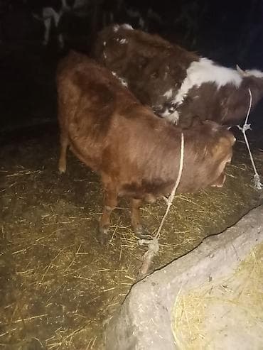 toyuq cücə satışı: Satılır: 2 baş diş düge hevanar damazdiğa bordaq yarldi cüt satlır cüt — 6