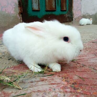 ereb dovşanı: Holland lop dovşanlar 3 böyük 2 bala. balanın biri 15azn böyüyün — 3