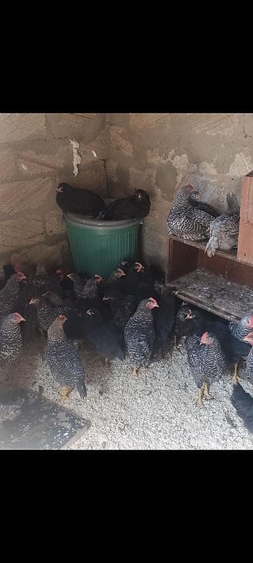 Toyuq, Australorp, Yumurtalıq