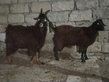Məhsul: 2 baş qara rəngli keçi 1 erkəy 1dişi 20 22 kilo diri