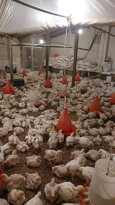 kend cuceleri: Toyuq cücələri, Ətlik, Ünvandan götürmə — 3