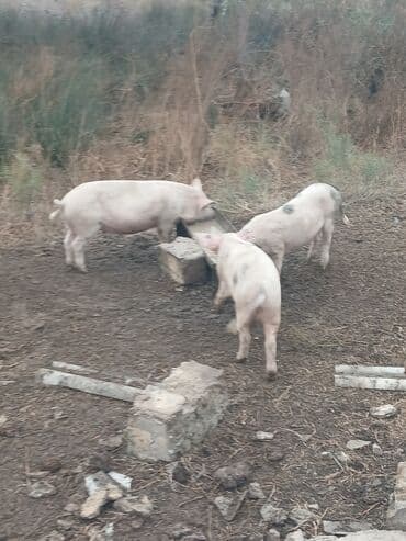 ov itlerinin satisi: Satılır: donuzlar (bir neçə baş)kəsilir əti verilir.cölləmə — 3
