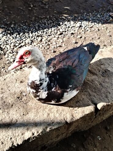 mirvari ördək: Salam. Elanı sona qədər oxuyun, sonra əlaqə saxlayın. 7 ədəd lal ördək — 3