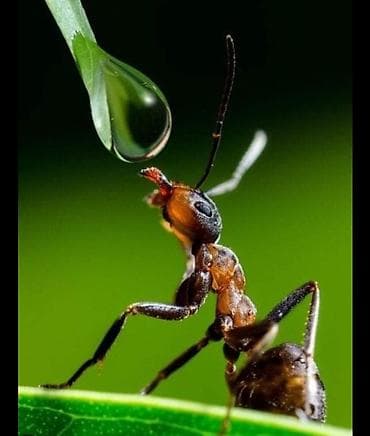 Отели, кафе, рестораны: Makro Fotoqrafiya Xidməti – Təbii Detalların Peşəkar Çəkilişi - — 1