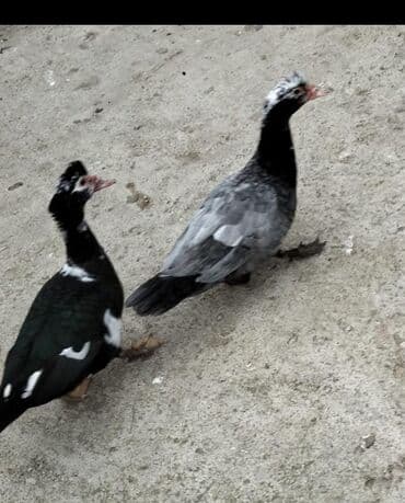 pişiklər ucun bit dərmanı: Erkekler 25 azn fereler 16 azn — 2