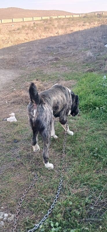 отдам в хорошие руки щенка маленькой породы: Гурдбасар, 2 года, Самец, С прививками, Платная доставка — 4