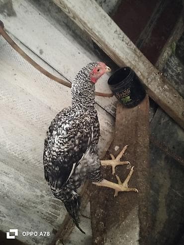 fireng qusu: Yeni banlayan heyrati xoruzdu heyrati feresi Brahma xorzuyla deyişerem — 4