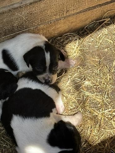 Orginal İngilis pointer ov iti sağlam balalardır 9dənə idi 4ü qalıb