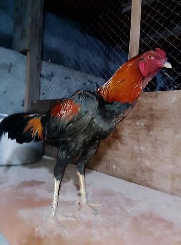 Ördəklər: Təmizqan Ağdam Xoruzu 7 aylıq aktiv vəziyətdə heçbir xəstəliyində — 2