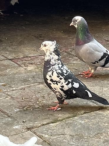 Digər heyvanlar: Biz kekil cil maya olmalidi 2 3 gun olar tutulub yarim qanadi — 2