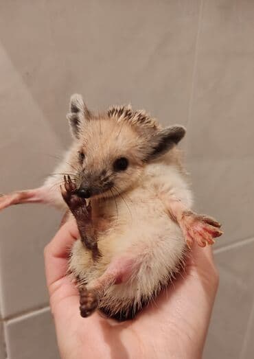 pişik yemi: Afrika cırtdan kirpisi – ev heyvanı • Növ: Atelerix albiventris — 3