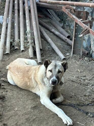 it yemi satisi: Qurdbasar, 8 ay, Erkek, Peyvəndli, Ünvandan götürmə — 2