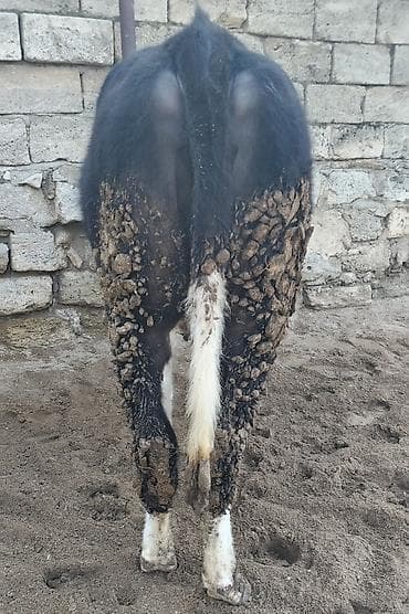 Куры: Ətlik dana satilir Real alicilar Narahat elesin Bu Nomre İle 070 - 340 — 2