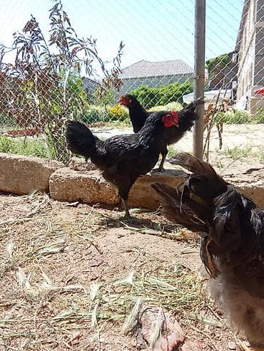 heyvanlar quba: Xoruz, il: <1, Ünvandan götürmə — 2